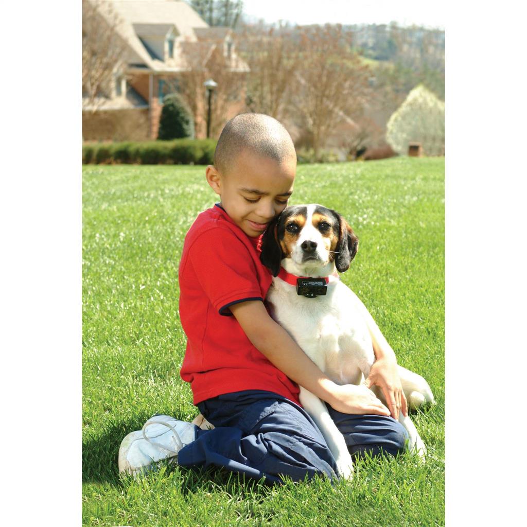 Antibellhalsband »Basic« PetSafe Stromhalsband · ab 3,6kg