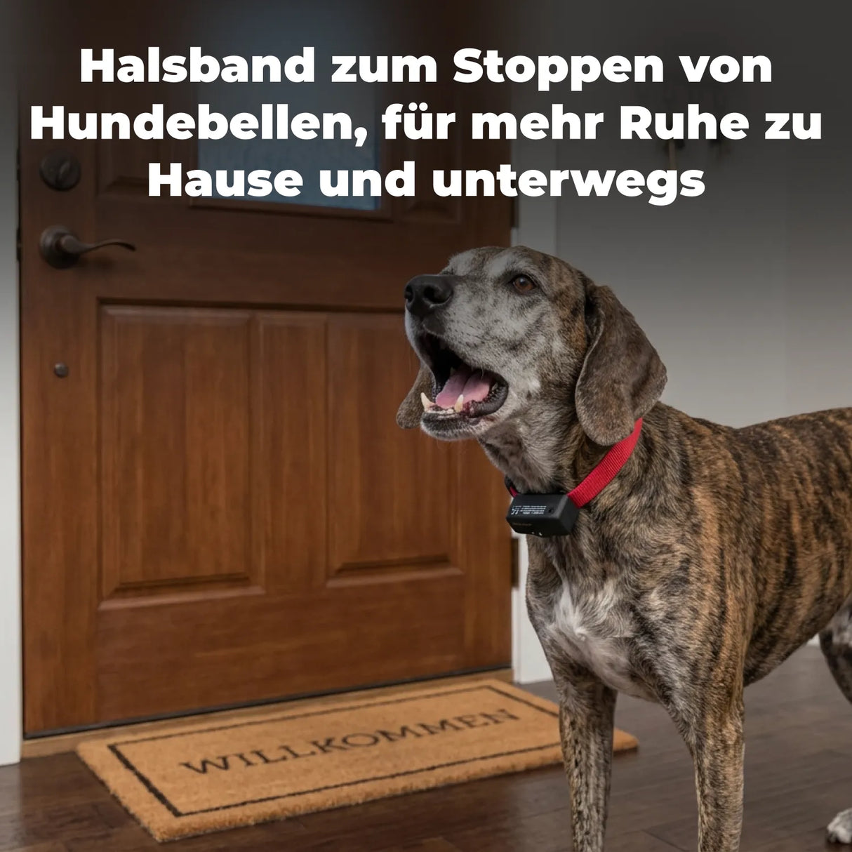 Antibellhalsband »Basic« PetSafe Stromhalsband · ab 3,6kg
