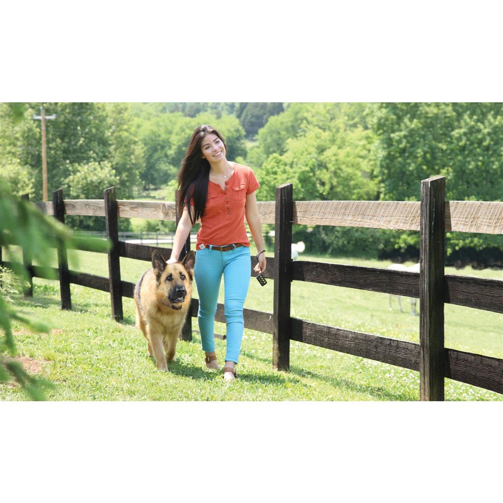Fern Trainer »Basic« PetSafe Hundeerziehung · 70m, ab 3,6kg