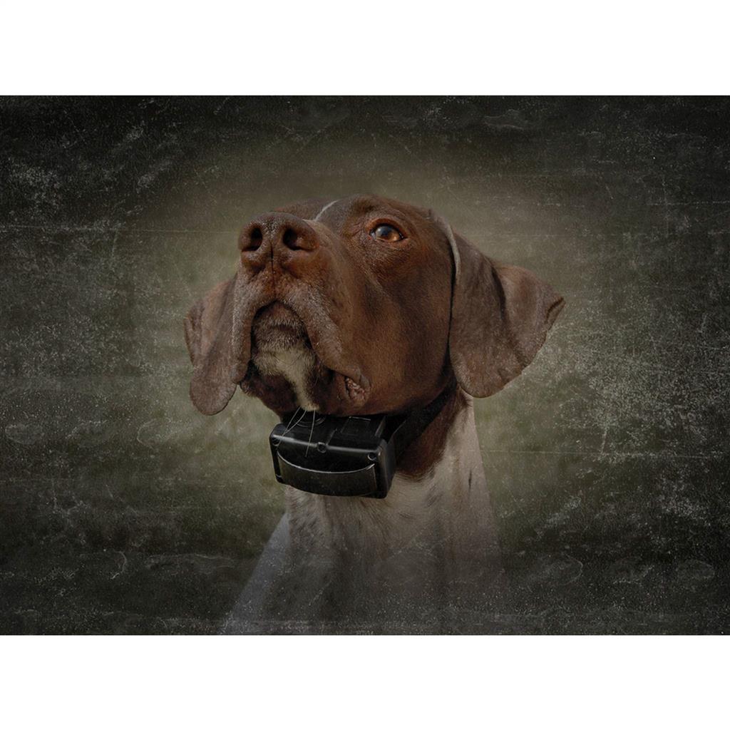 Anti Bell Halsband »sportDOG« Erziehungshalsband · 10-stufig