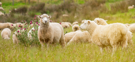 Zucht & Tierbedarf