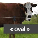 Federstahlpfähle 105cm oval