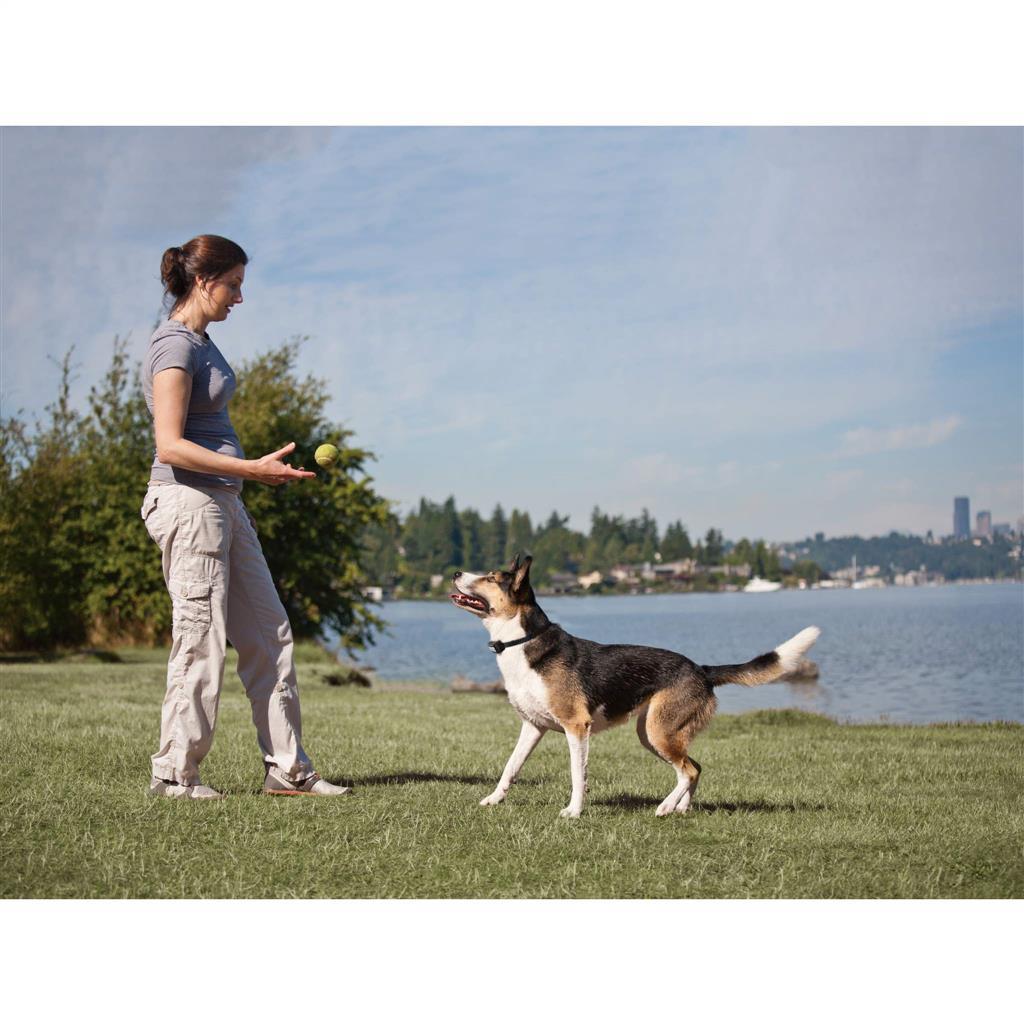 Fern Trainer »Plus« Zusatz Erziehungs Halsband PetSafe · 350m