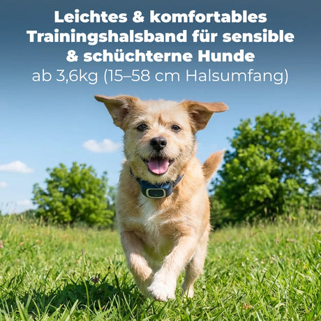 Ferntrainer »Lite« PetSafe Erziehung für sensible Hunde · 300m, ab 3,6kg