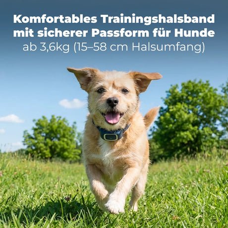 Ferntrainer »Standard« PetSafe Hundeerziehung · 100m, ab 3,6kg